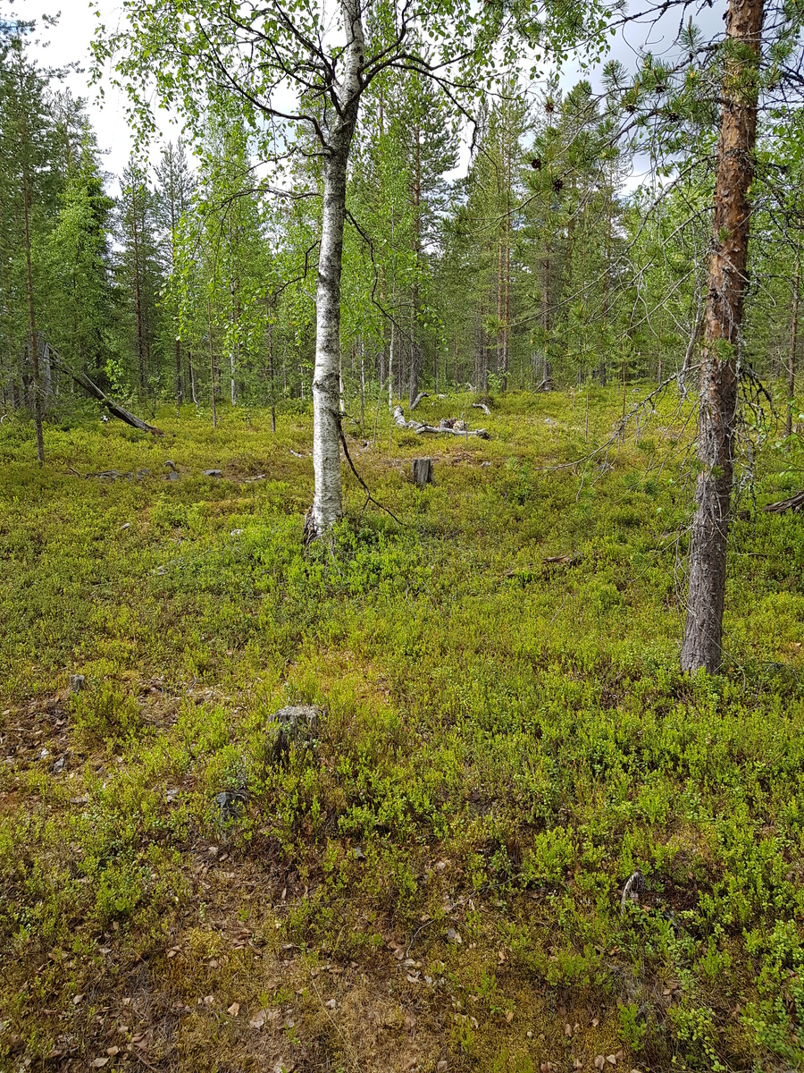 Havupuuvaltaisen metsän aluskasvillisuutena on varpukasveja. Metsässä myös koivuja.