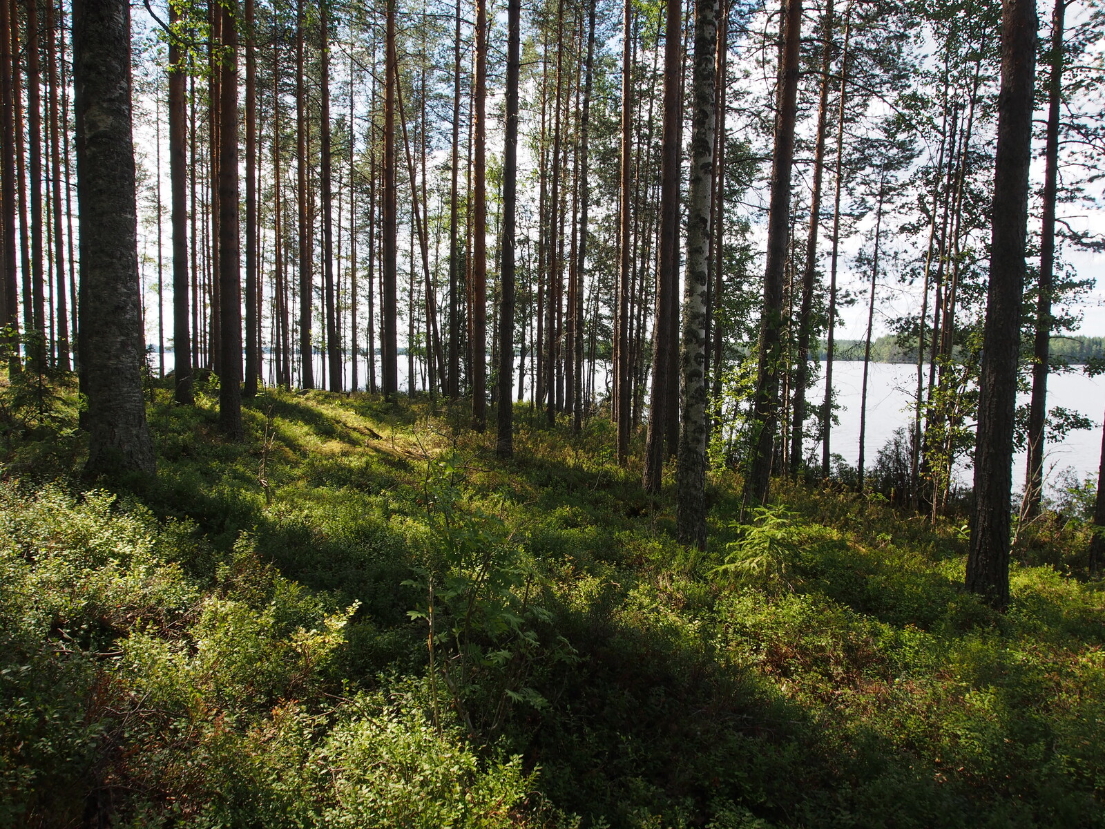 Rannan tuntumassa väljästi kasvavien koivujen ja mäntyjen takana avautuu kesäinen järvimaisema.