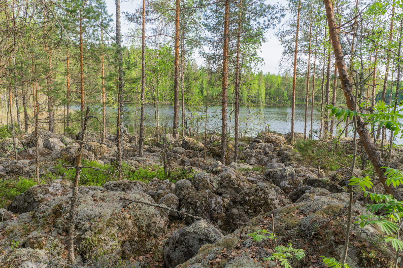 Kivikkoisessa maastossa kasvaa ohuita mäntyjä ja koivuja. Niiden takana avautuu järvimaisema.