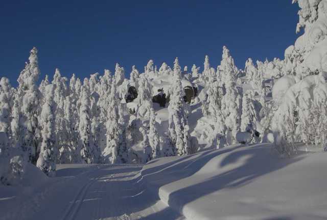 Hiihtolatu kulkee rinteessä tykkylumisessa metsässä. Taivas on pilvetön.