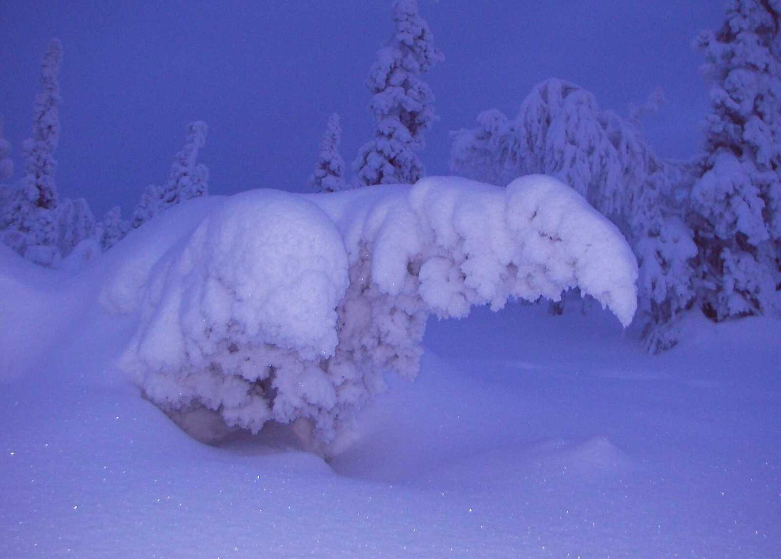 Runsaslumisessa metsässä tykkylumea kannatteleva kuusi on kaatunut kohti lumihankea.
