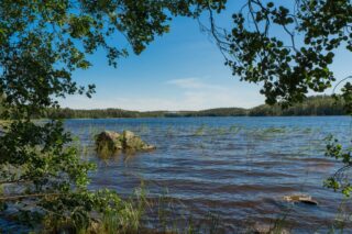 Lehtipuiden oksat reunustavat kesäistä järvimaisemaa. Vesikasvien keskellä on suuri kivi.