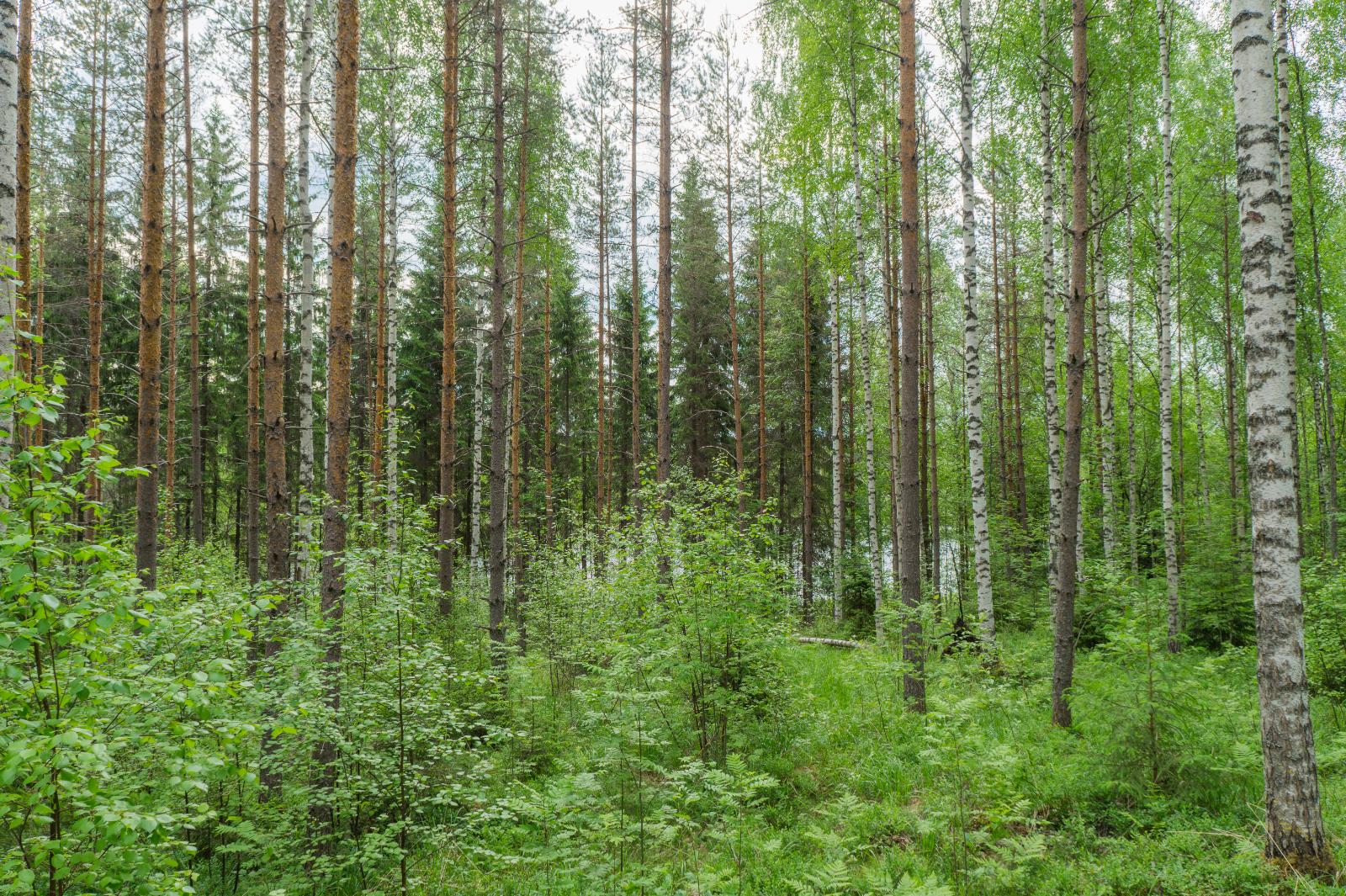 Kesäisessä sekametsässä kasvaa koivuja, pihlajia, mäntyjä ja kuusia.