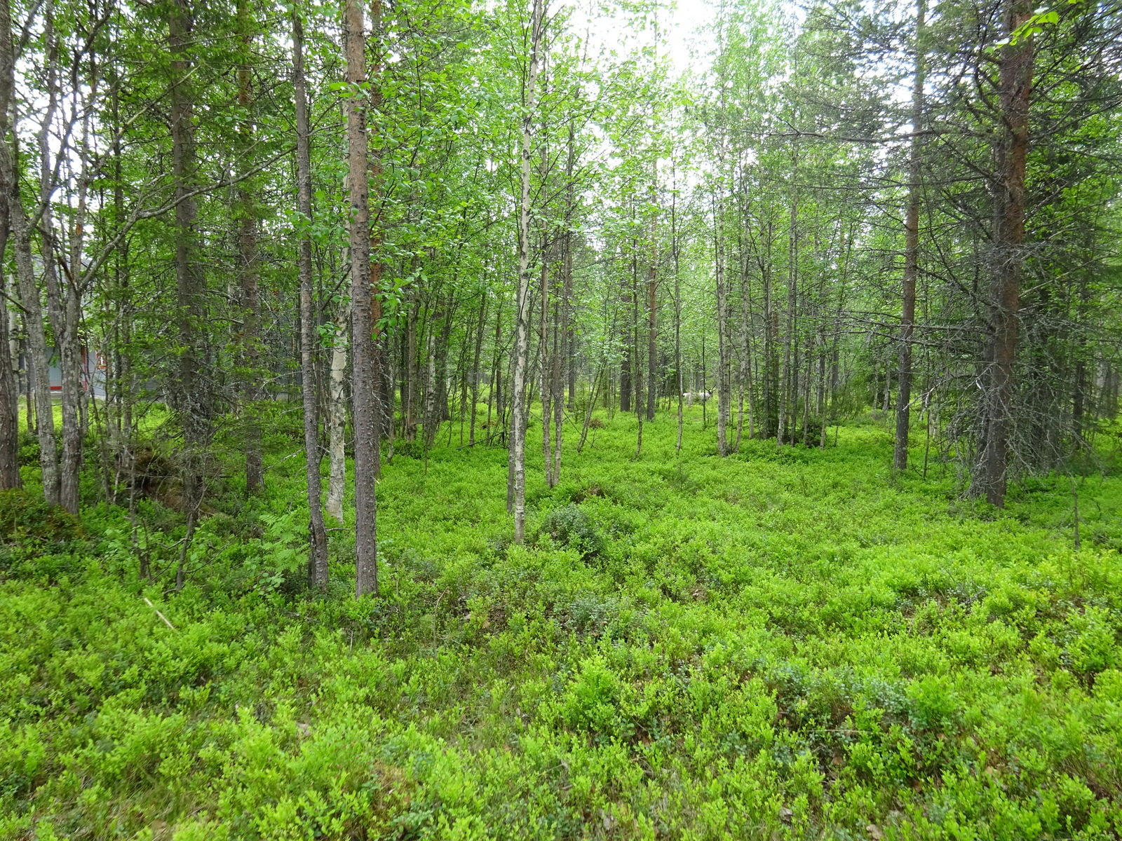 Kesäisen sekametsän puiden lomasta pilkottaa talo. Taka-alalla poro seisoo metsässä.