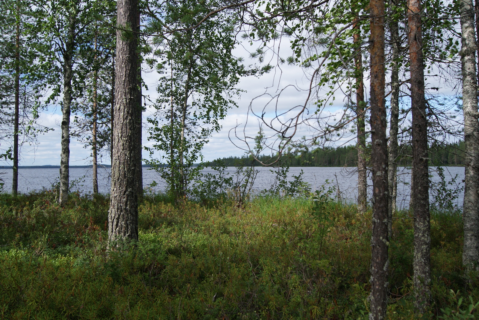 Rannalla kasvavien mäntyjen ja koivujen takana avautuu kesäinen järvimaisema.