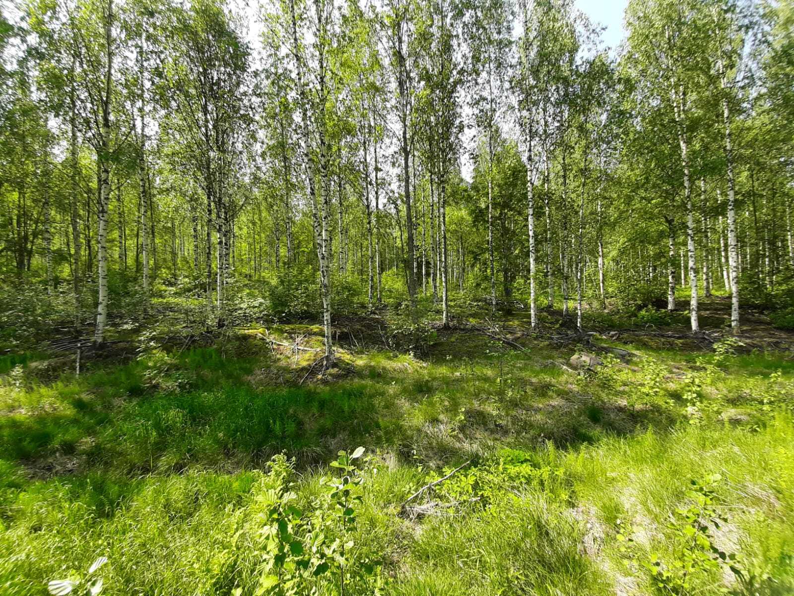 Kesäisen koivikon edustalla on puuton alue.