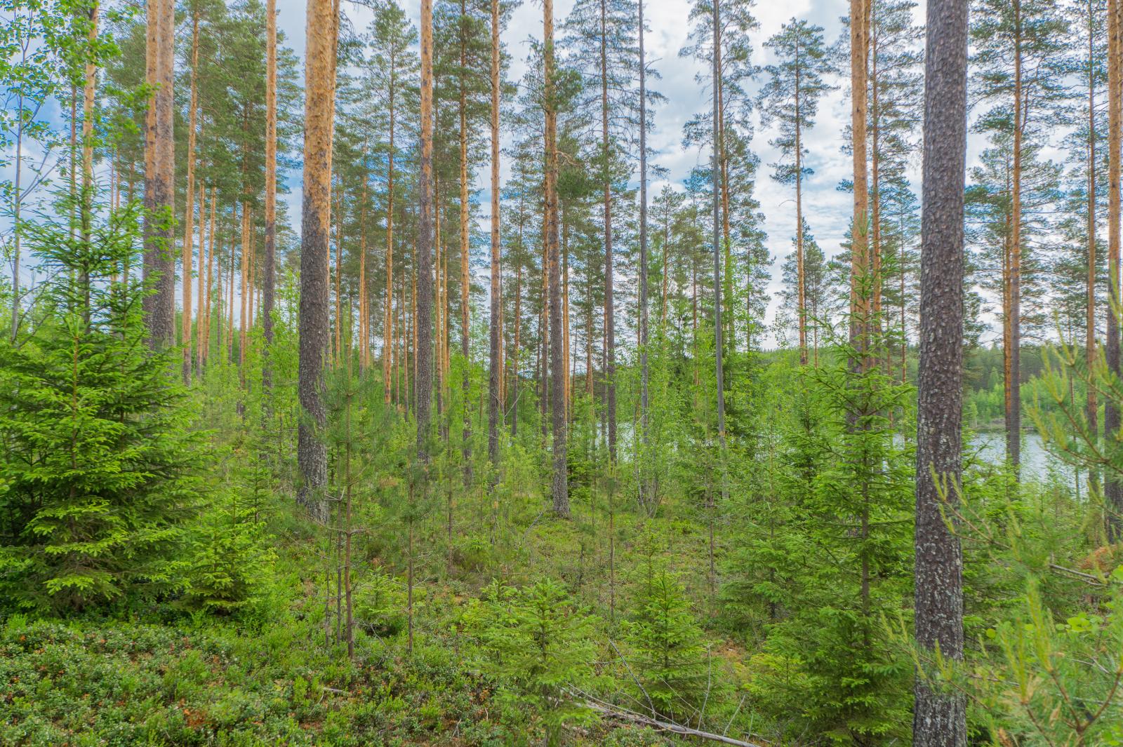 Mäntyvaltaisen metsän takana häämöttää järvi.