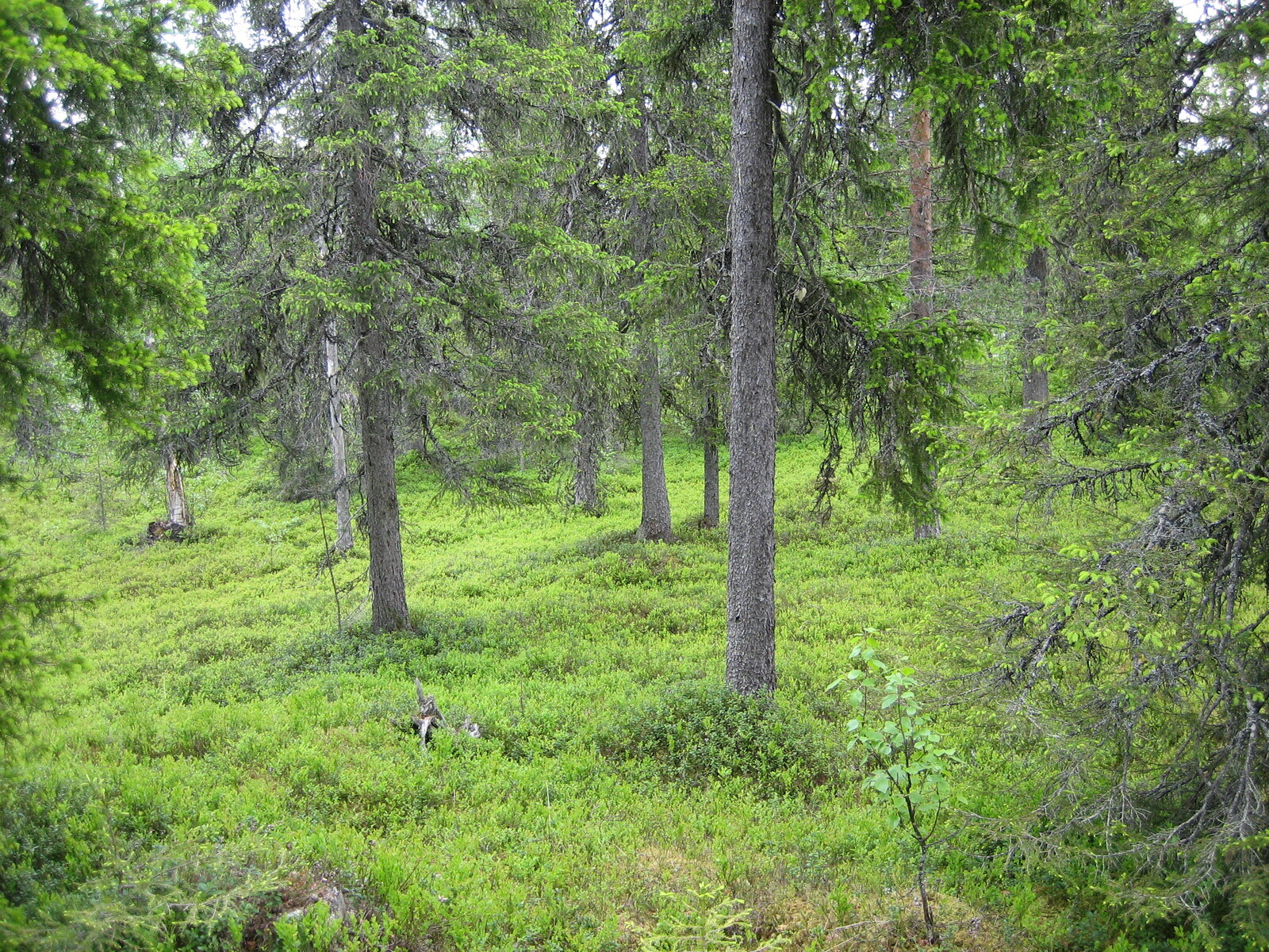 Kuuisvaltaisen metsän kenttäkerroksessa kasvaa mustikanvarpuja.
