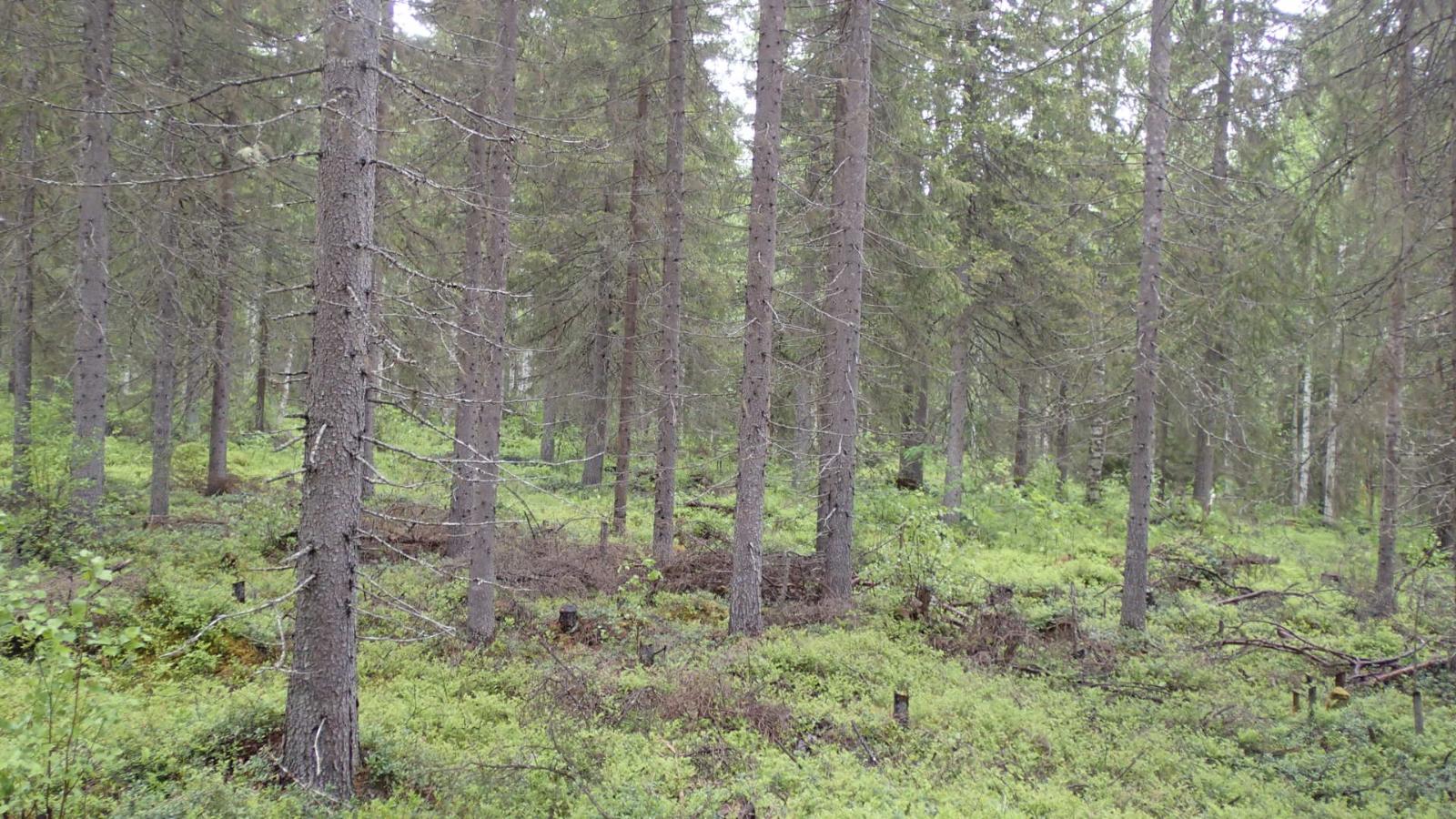 Kuusivaltaisessa metsässä kasvaa myös koivuja.