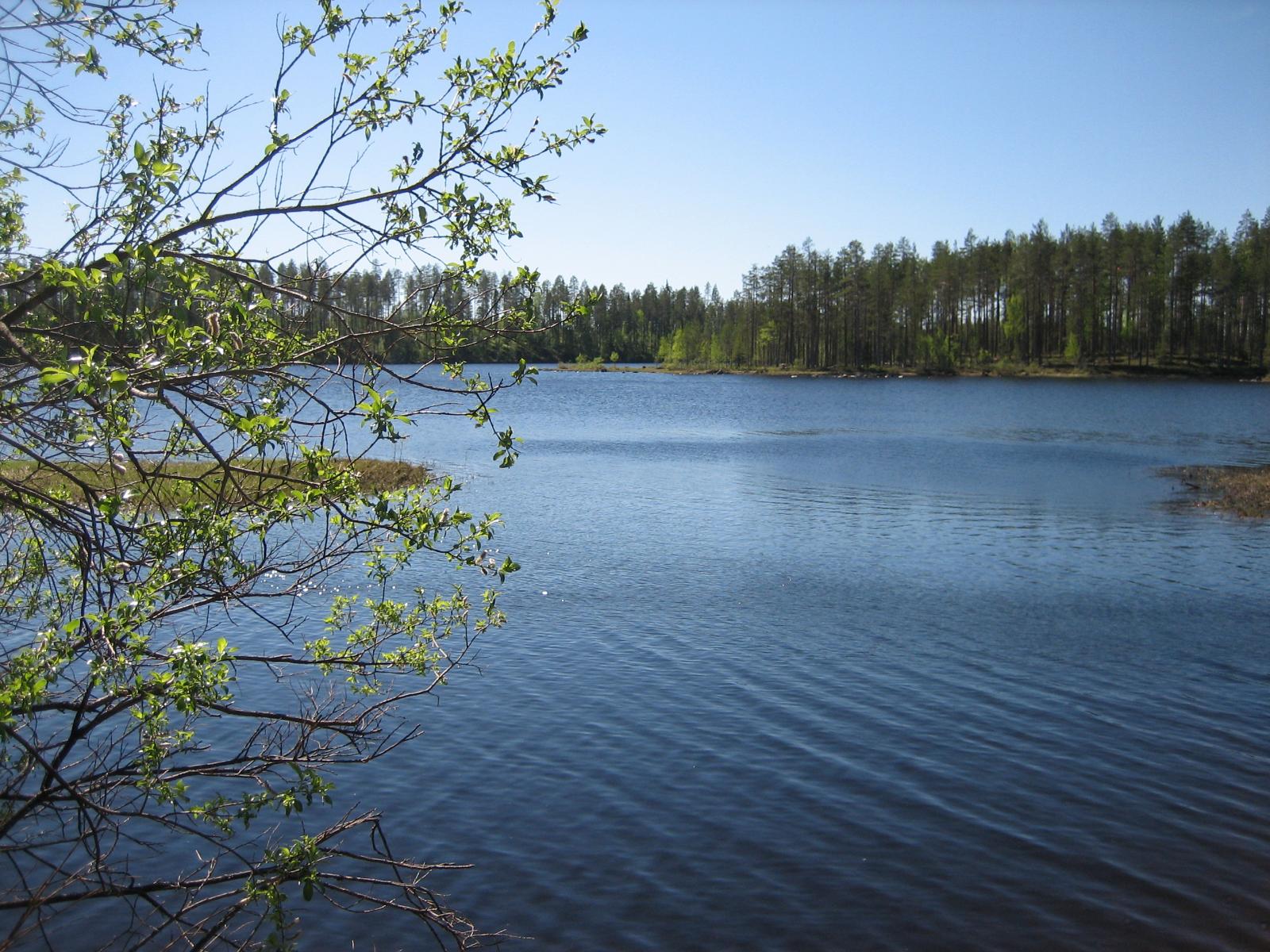 Vasemmalla pajun oksat reunustavat kesäistä järvimaisemaa. Vastarannalla mäntyvaltainen metsä.