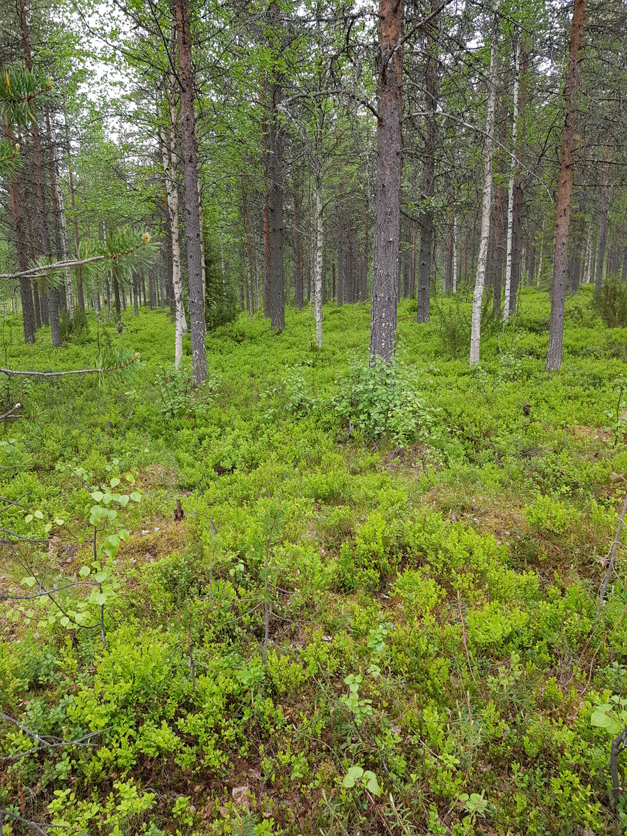 Mäntyvaltaisessa sekametsässä on aluskasvillisuutena mustikanvarpuja.