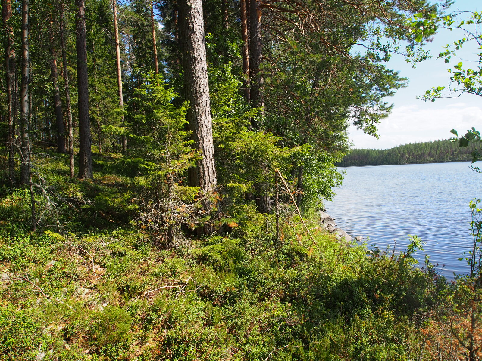 Rannassa kasvavan kesäisen sekametsän oikealla puolella avautuu järvimaisema.