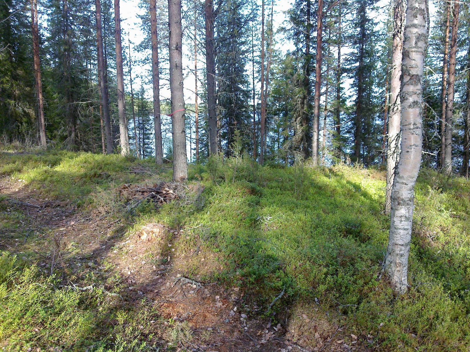 Rinteen päällä kasvavien puiden takana häämöttää järvimaisema. Etualalla kulkee polku.