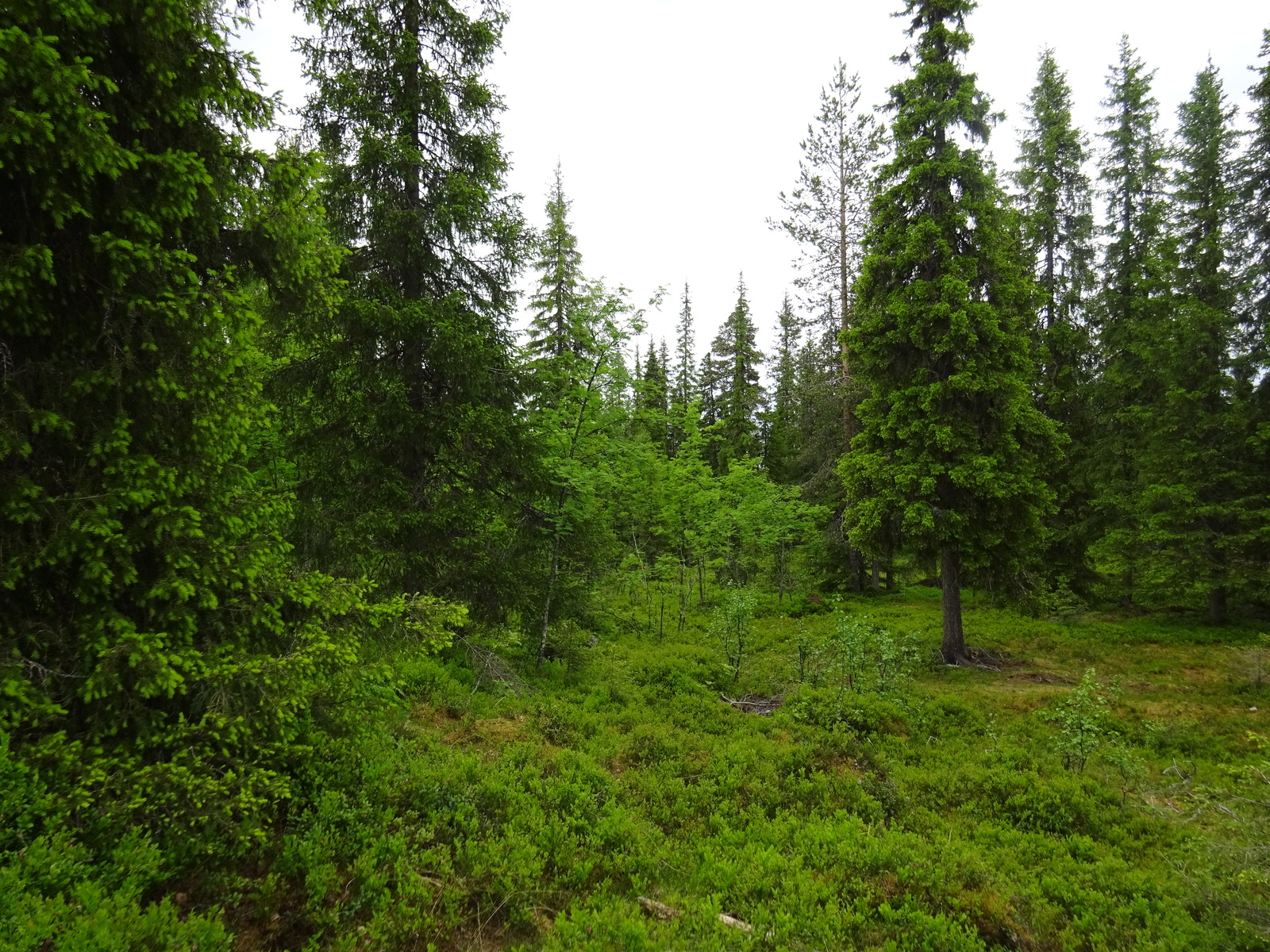 Kuusivaltaisessa metsässä kasvaa myös lehtipuiden taimia.