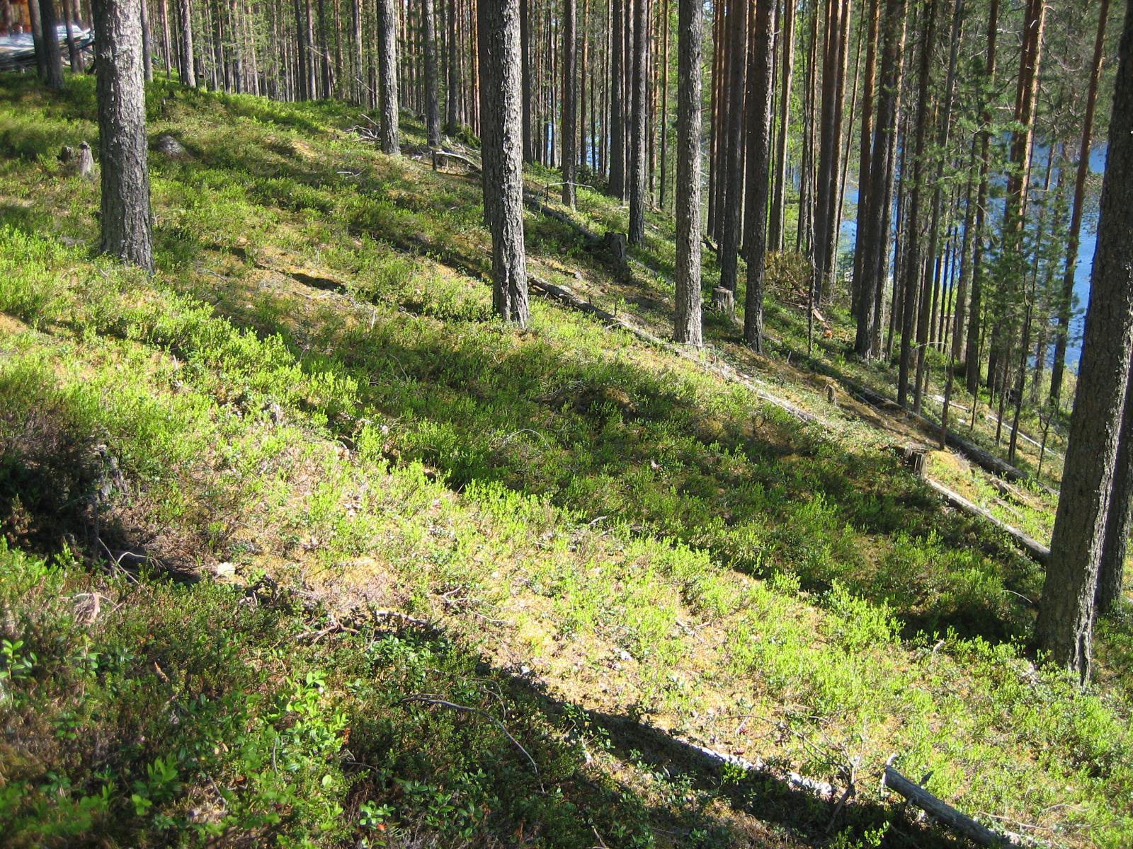 Aurinko paistaa rinteessä kasvavaan avaraan mäntymetsään.