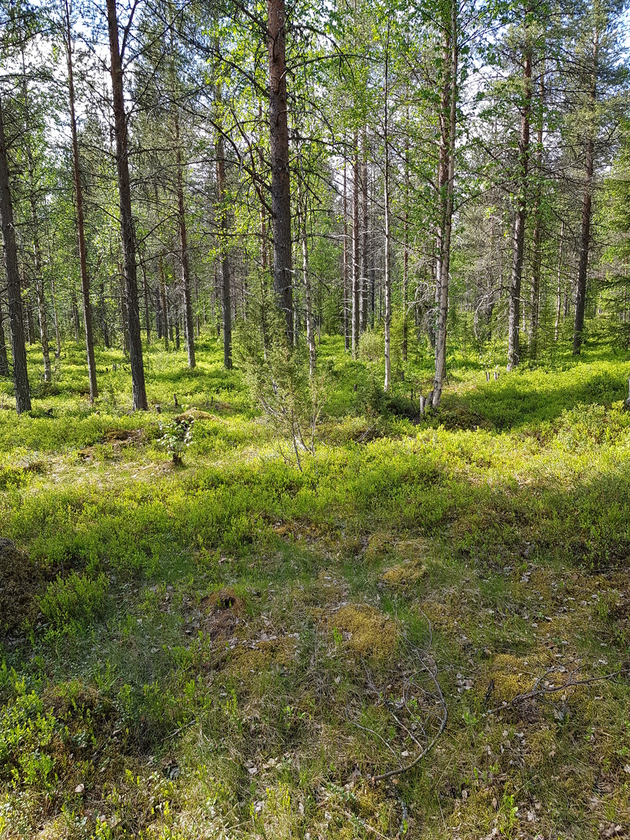 Aurinko paistaa metsään, jossa kasvaa mäntyjä, koivuja, katajia ja kuusia.