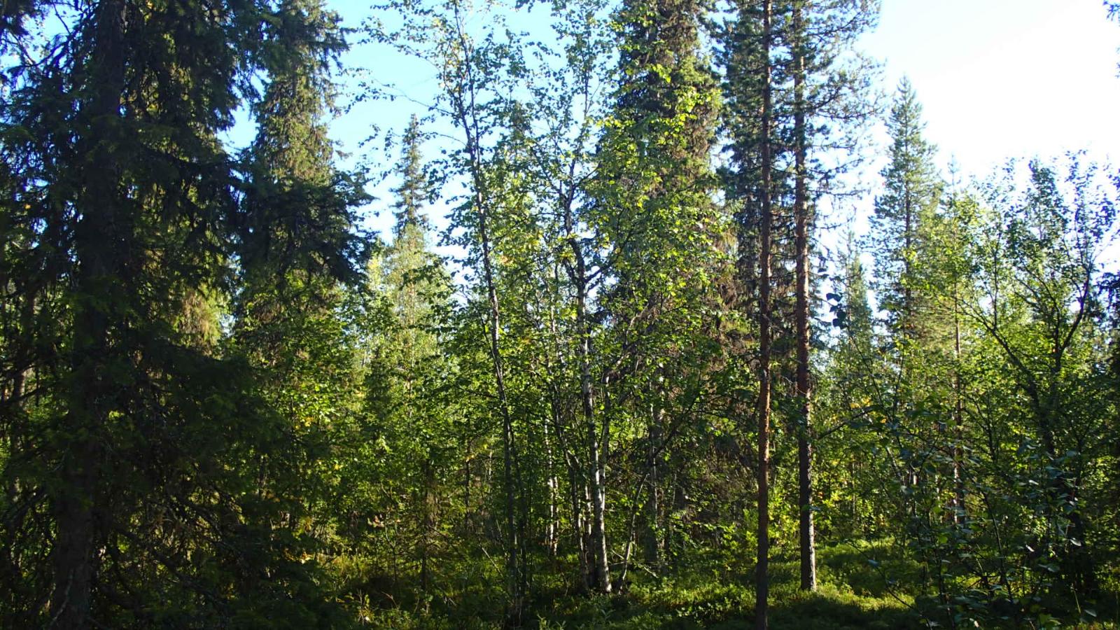 Aurinko paistaa tiheäkasvuiseen sekametsään.