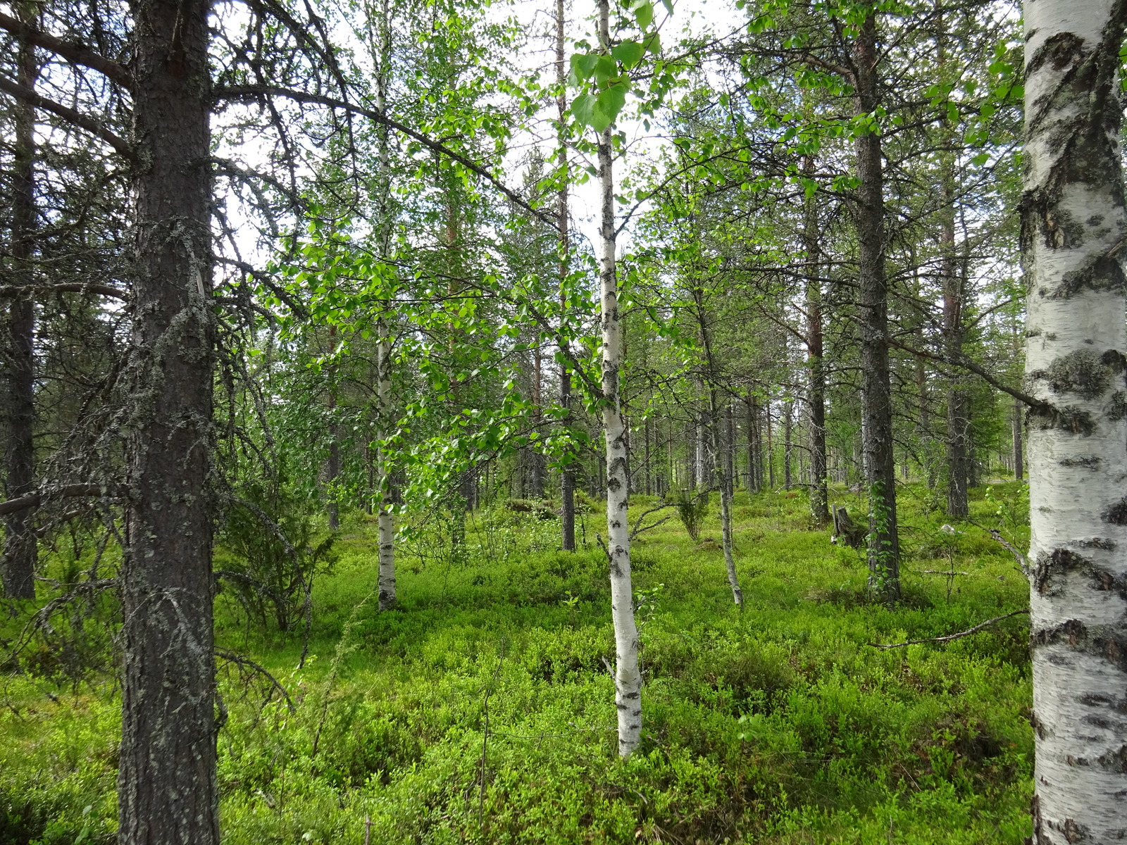 Kesäisessä sekametsässä kasvaa koivuja, mäntyjä ja katajia. Maassa on muutama kanto.