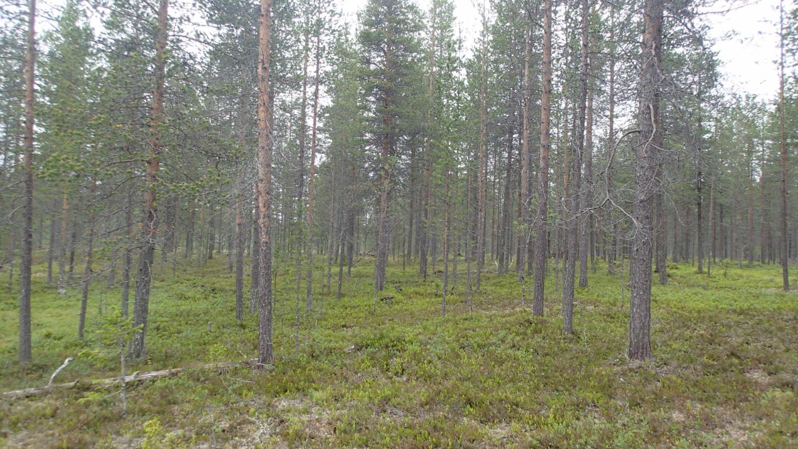 Kangasmetsä.