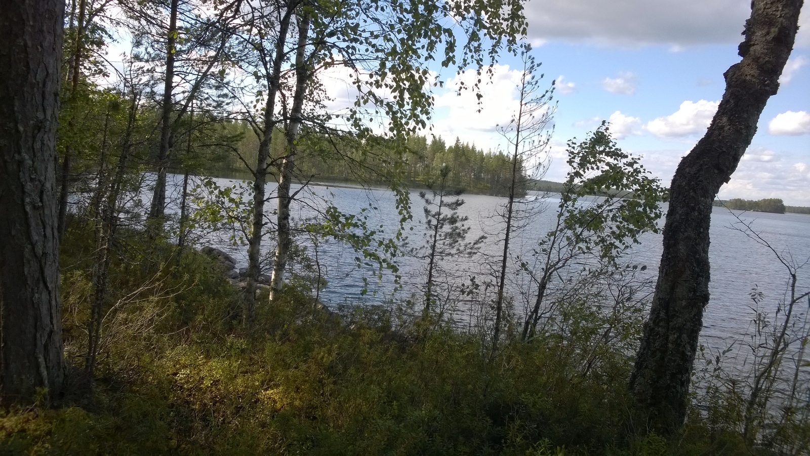 Rannassa kasvavien puiden takana avautuu kesäinen järvimaisema.