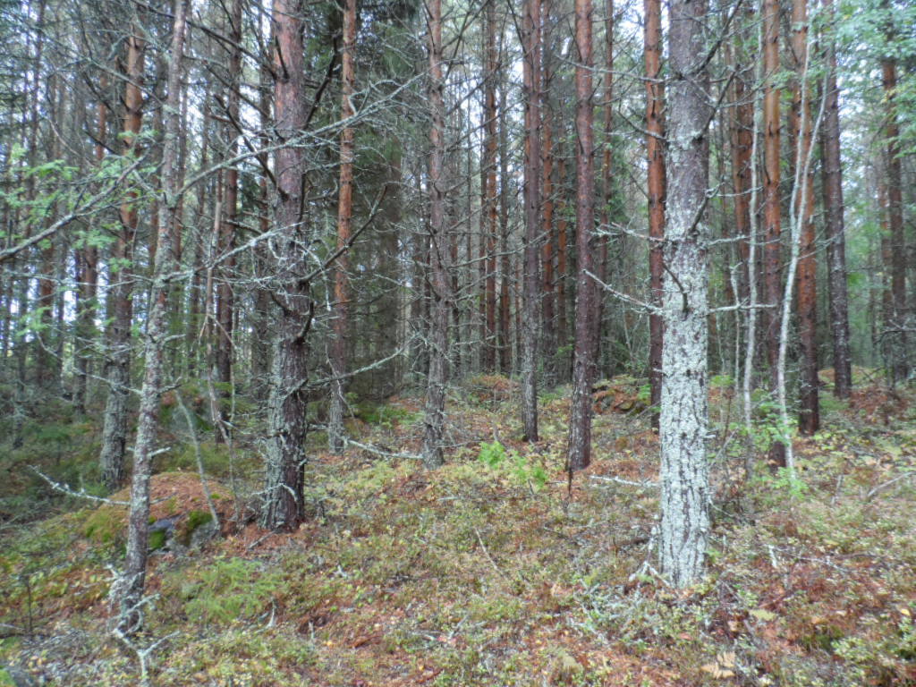 Mäntyvaltainen metsä kasvaa kivisessä maastossa.