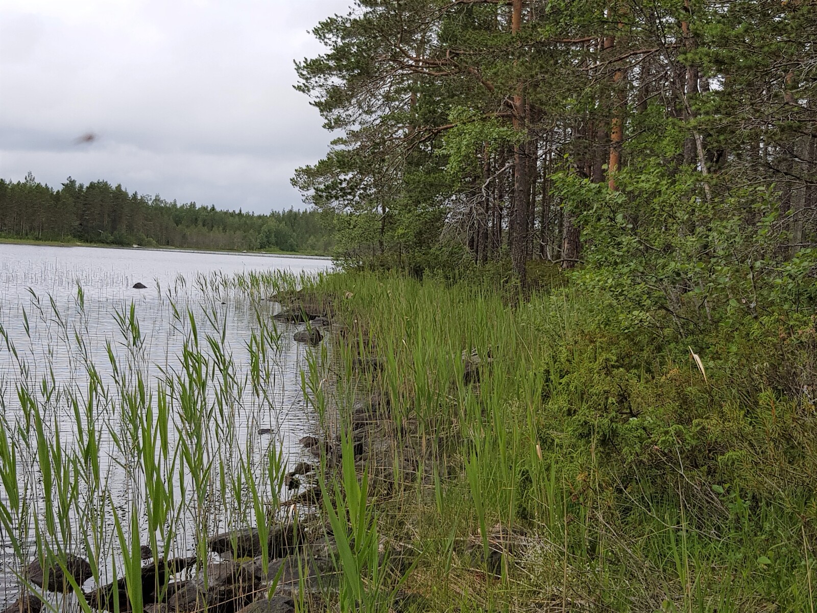 Mäntyvaltainen metsä reunustaa järveä. Kivisessä rantaviivassa kasvaa vesikasveja.