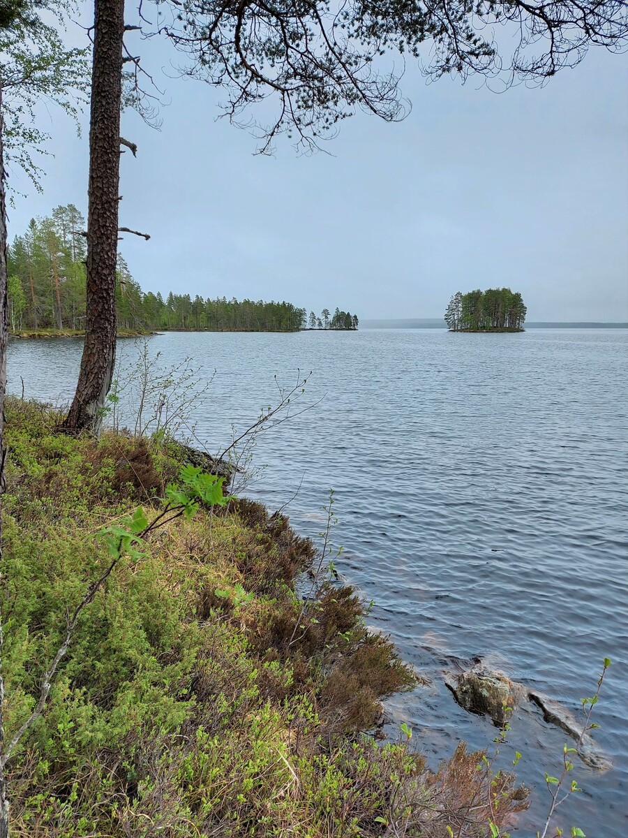 Rannalla kasvava mänty reunustaa avaraa järvimaisemaa. Keskellä järvenselkää on saari.