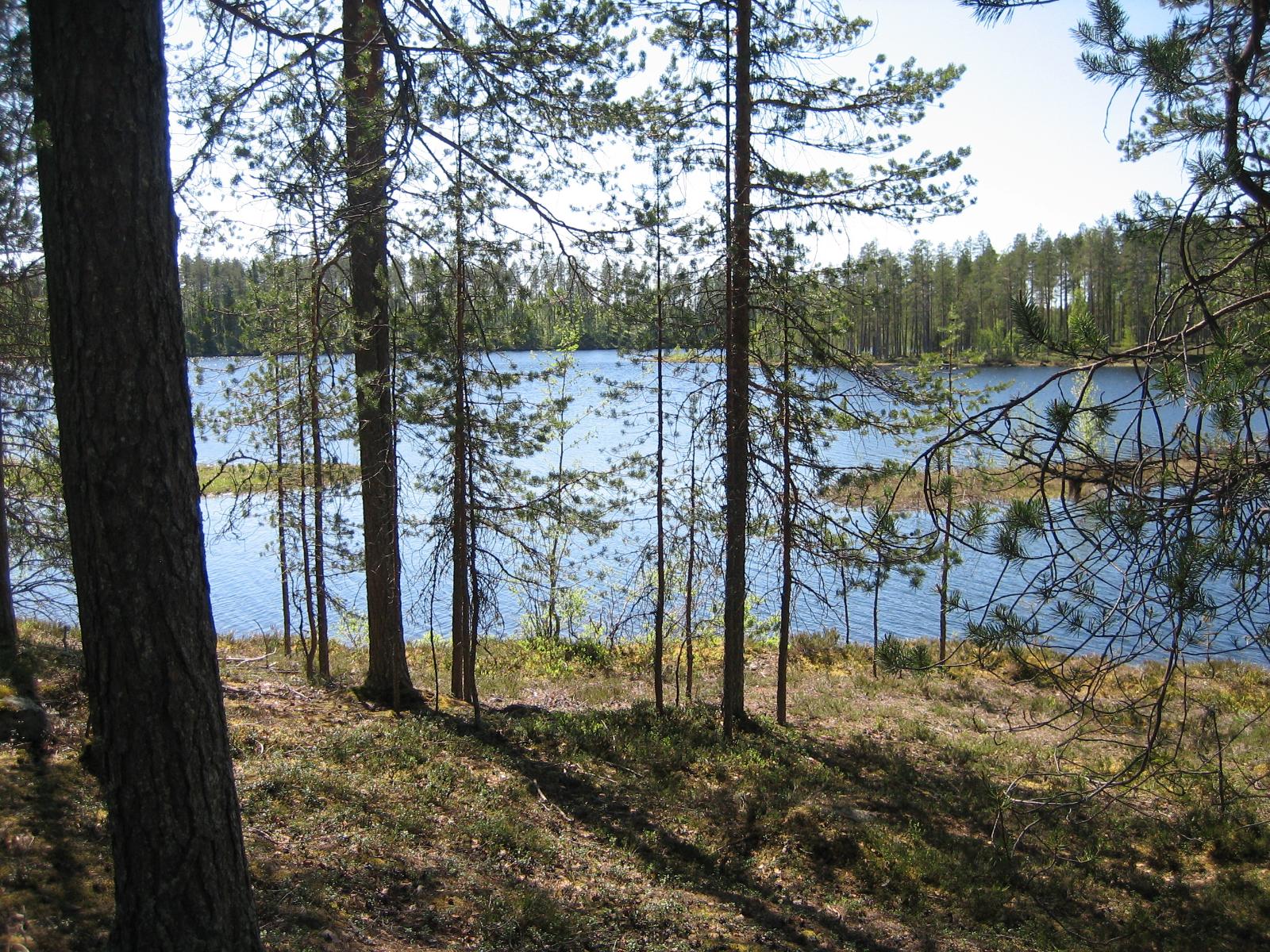 Rannassa kasvavien mäntyjen takana avautuu järvimaisema.