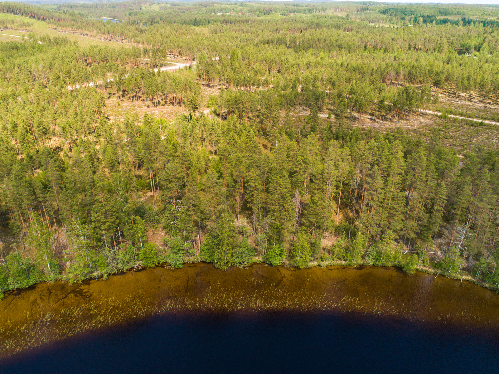 Järven rannalla kasvaa metsää ja taka-alalla kulkee tie hakkuuaukean läpi. Ilmakuva.