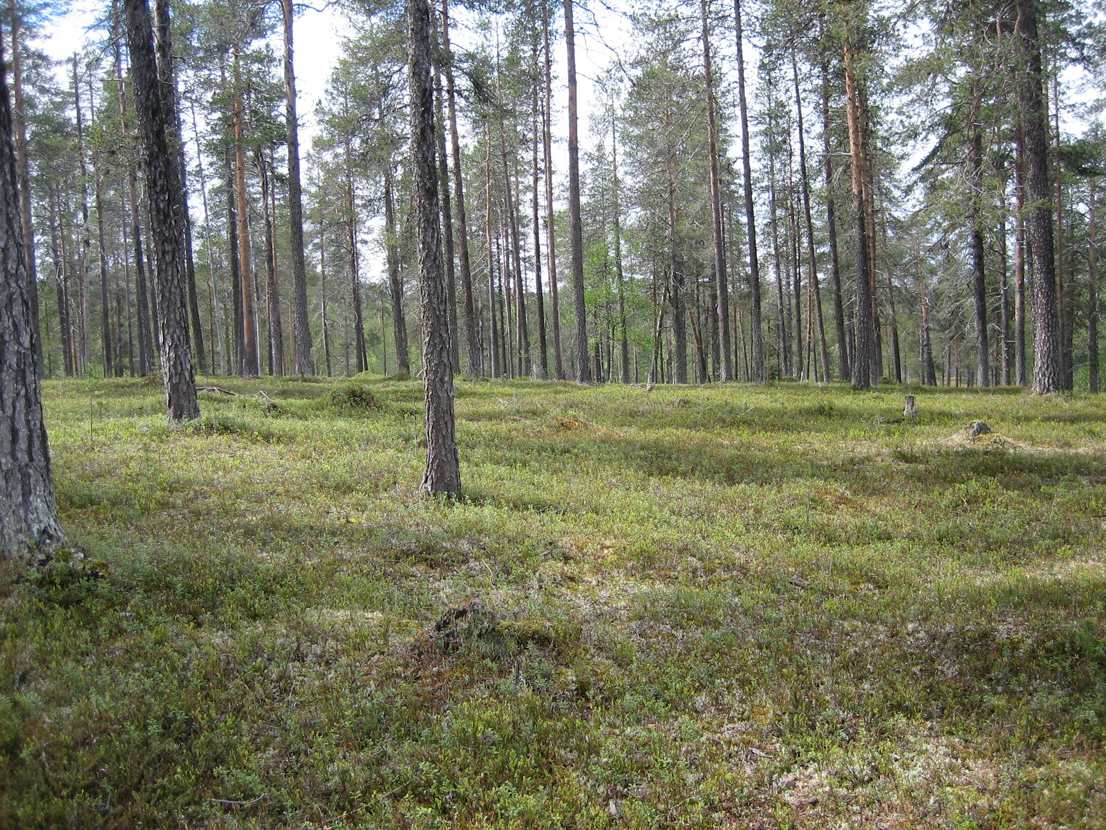 Kesäisellä mäntykankaalla kasvaa myös muutamia koivuja.