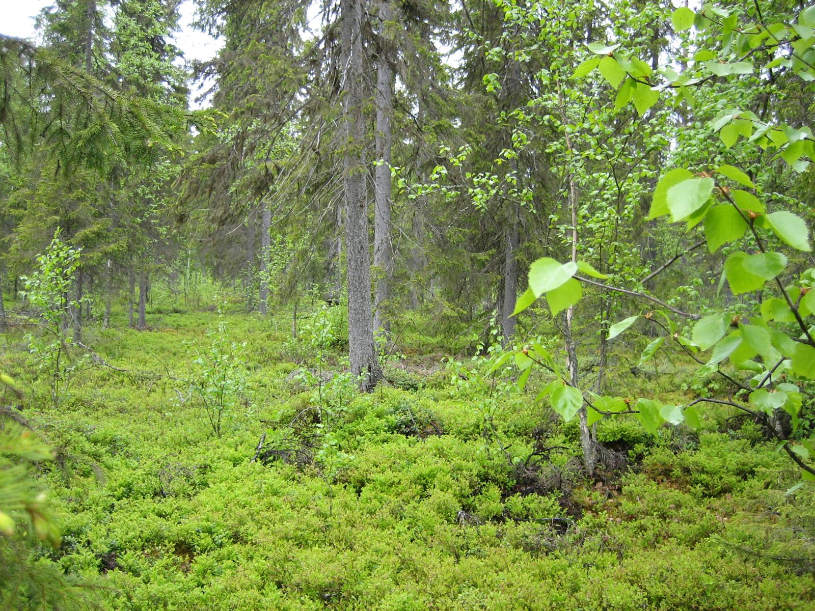 Kuusivaltaisessa metsässä kasvaa myös koivuja. Aluskasvillisuutena on mustikanvarpuja.