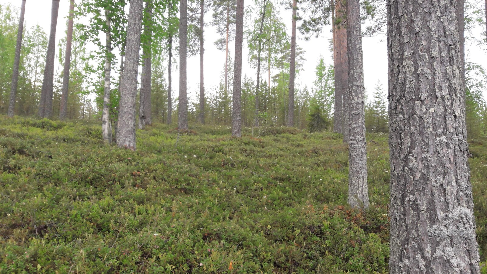 Männyt kasvavat loivasti laskeutuvassa rinteessä. Suopursut kukkivat ja taustalla on mäntytaimikko.