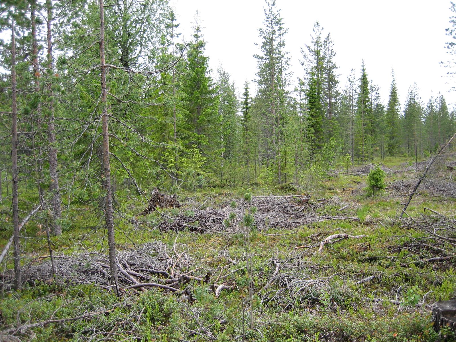 Havupuuvaltaisen sekametsän vierustalla karsittuja oksia.