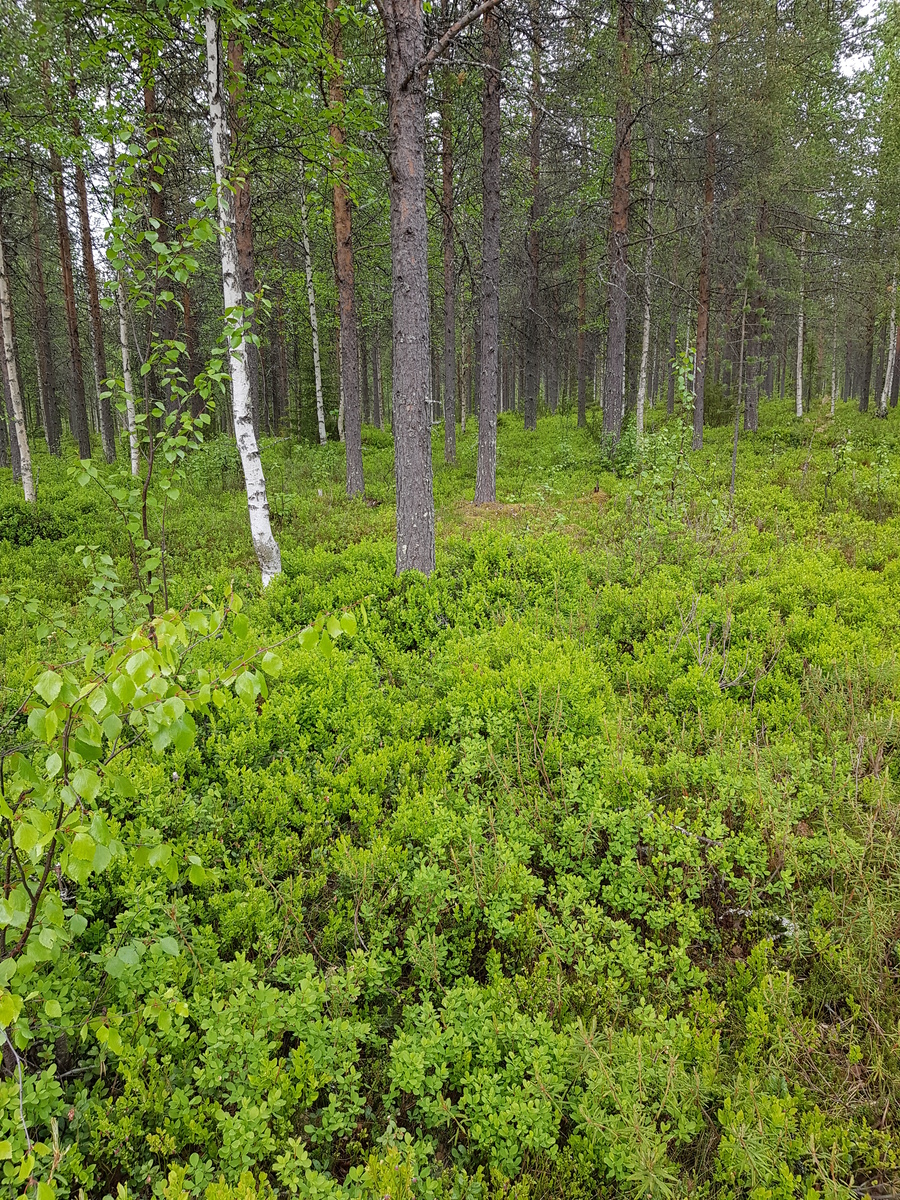 Mäntyvaltaisessa sekametsässä on aluskasvillisuutena mustikanvarpuja.