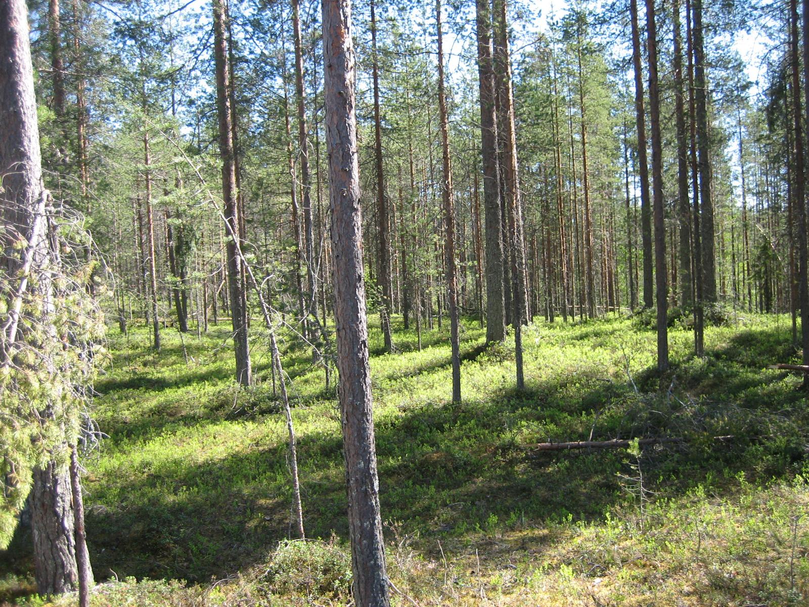 Aurinko paistaa mäntyvaltaiseen metsään.