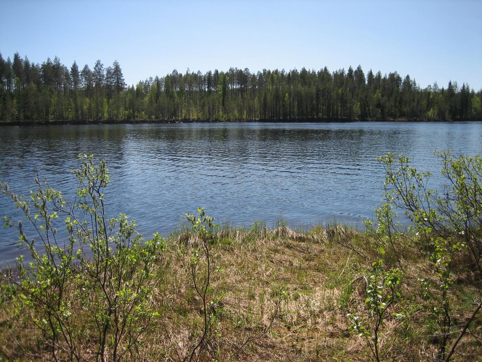 Rantapensaikon takana avautuu kesäinen järvimaisema.