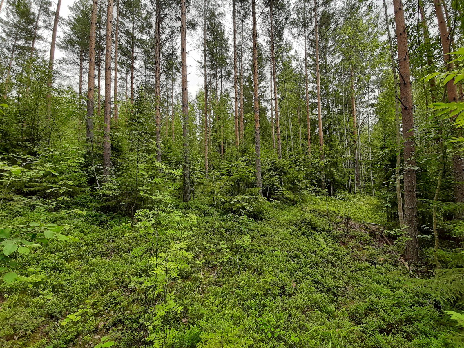 Kesäinen sekametsä kasvaa loivasti laskeutuvassa rinteessä.