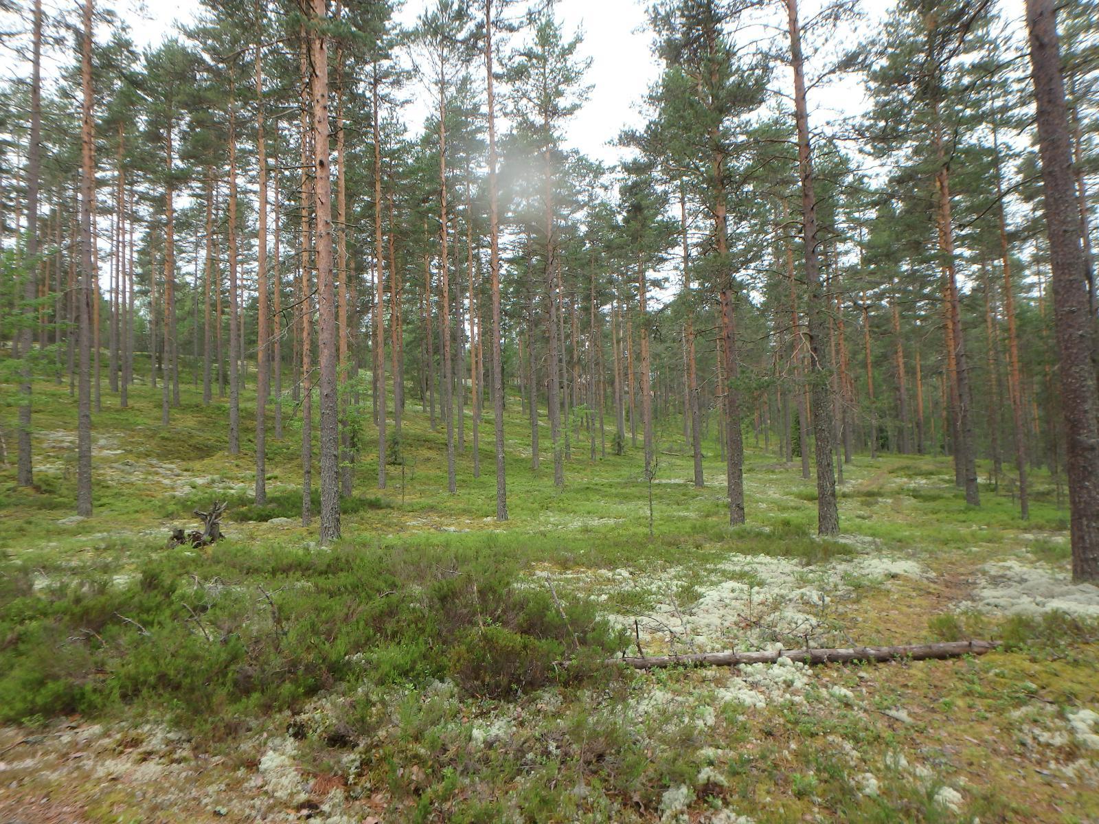 Mäntykangas kumpuilevassa maastossa. Etualan puuttomalla alueella makaa kaatunut puu.