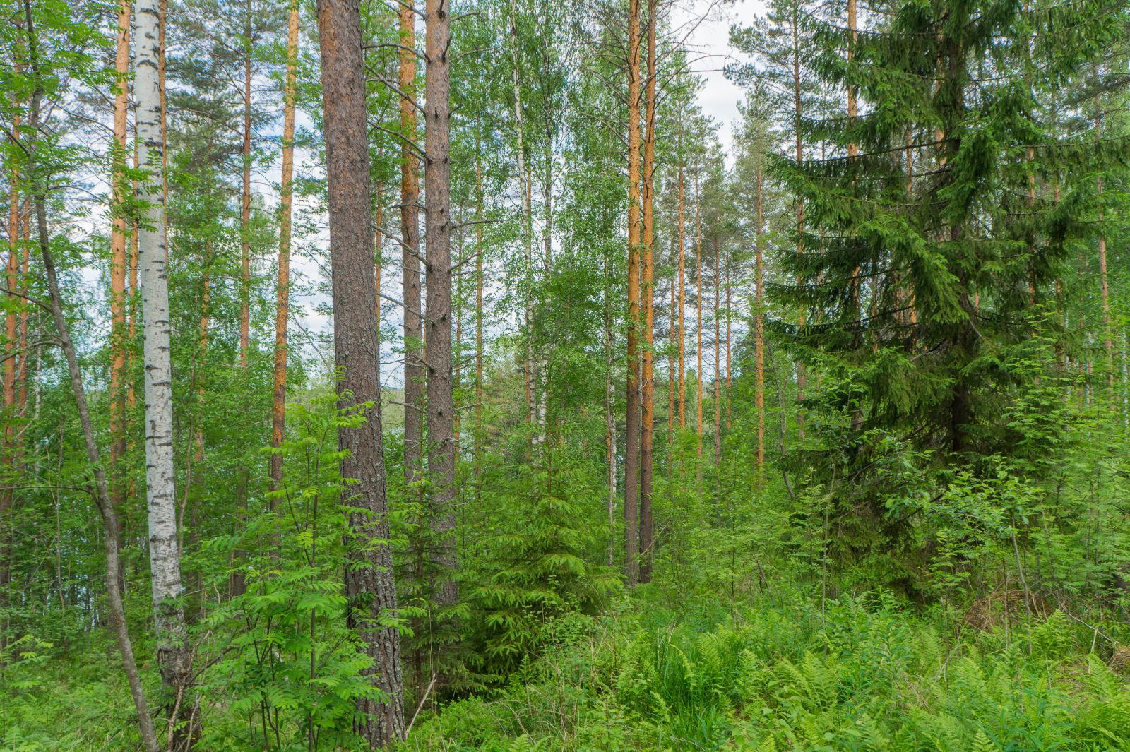 Kesäisessä sekametsässä kasvaa koivuja, pihlajia, mäntyjä ja kuusia.