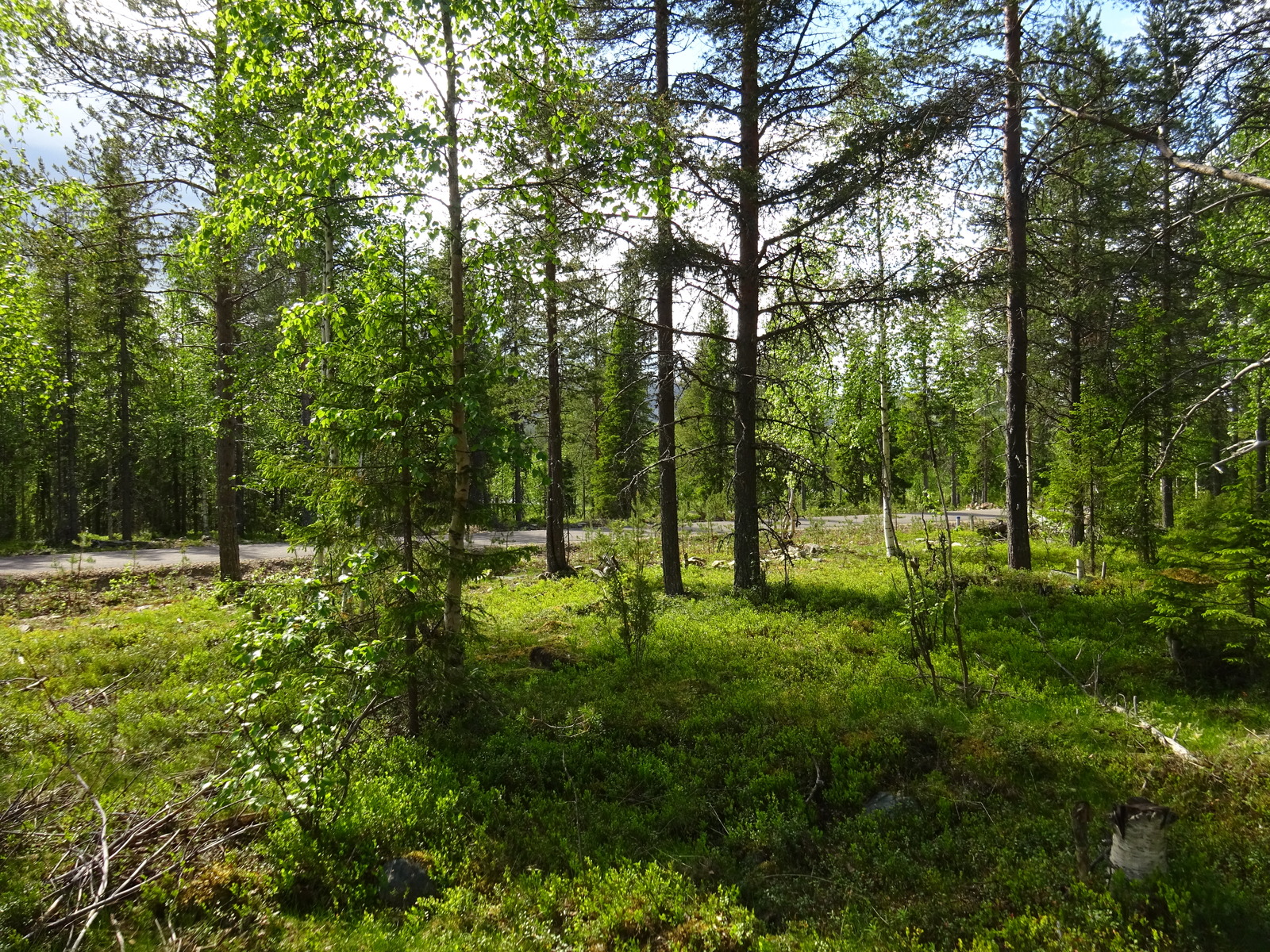 Aurinko paistaa kesäiseen sekametsään, jonka läpi kulkee tie.