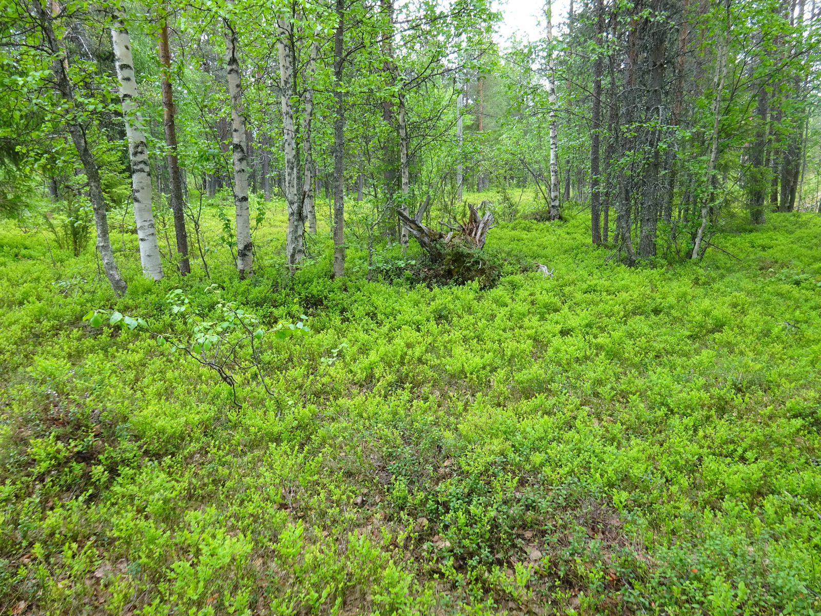 Kesäisessä sekametsässä on puuton alue, jolla kasvaa mustikanvarpuja. Taka-alalla on suurehko kanto.