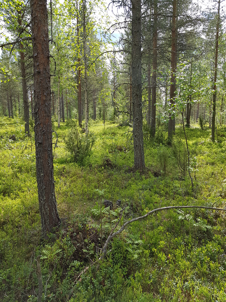 Aurinko paistaa avaraan mäntyvaltaiseen metsään, jossa kasvaa myös lehtipuita ja katajia.