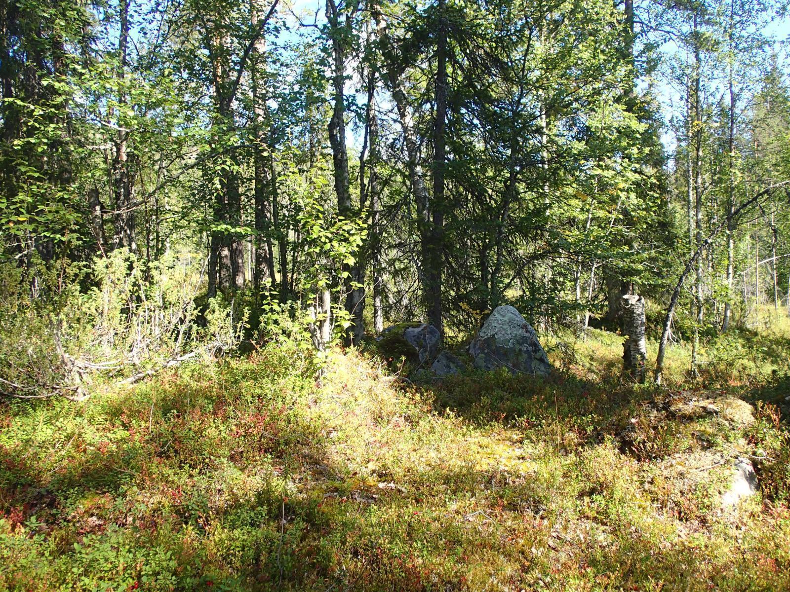 Aurinko paistaa tiheäkasvuiseen sekametsään. Kuusen juurella on kiviä.