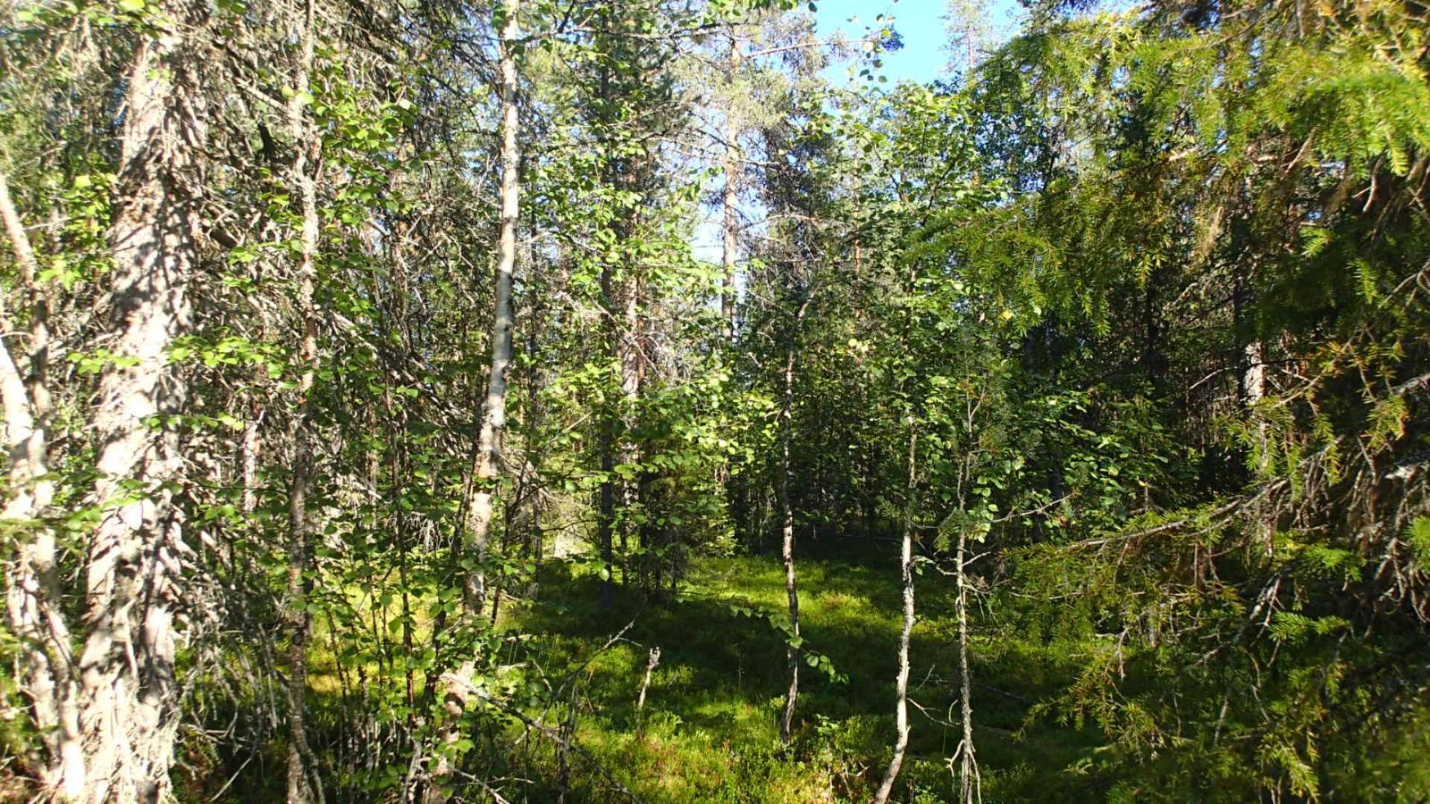 Aurinko paistaa tiheäkasvuiseen sekametsään.