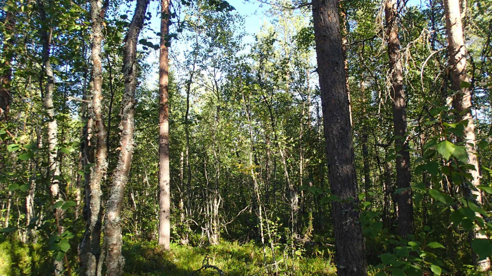 Aurinko paistaa tiheään sekametsään.