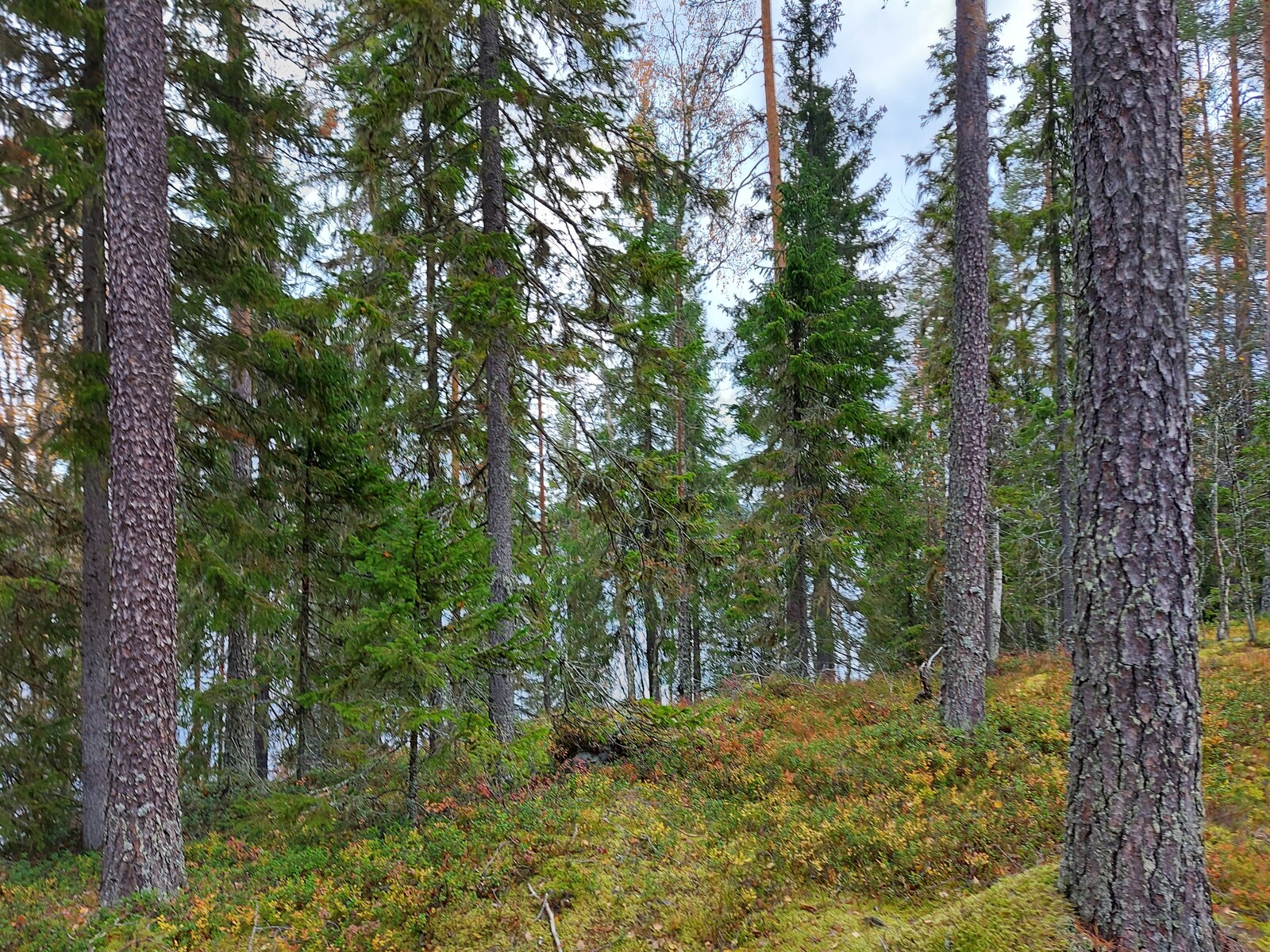 Rantaan laskeutuvassa rinteessä kasvaaa havupuita. Taustalla häämöttää järvi.