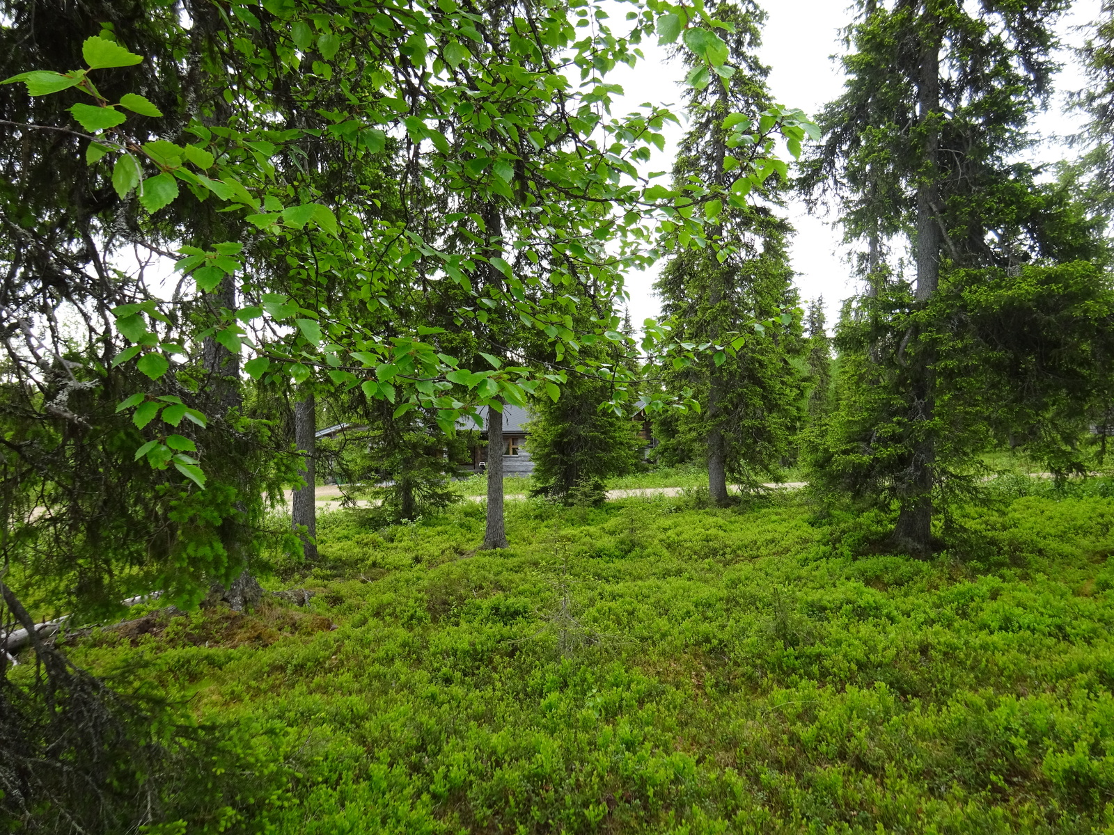 Koivun oksien ja kuusten takana pilkottaa tie, jonka toisella puolella on hirsimökki.