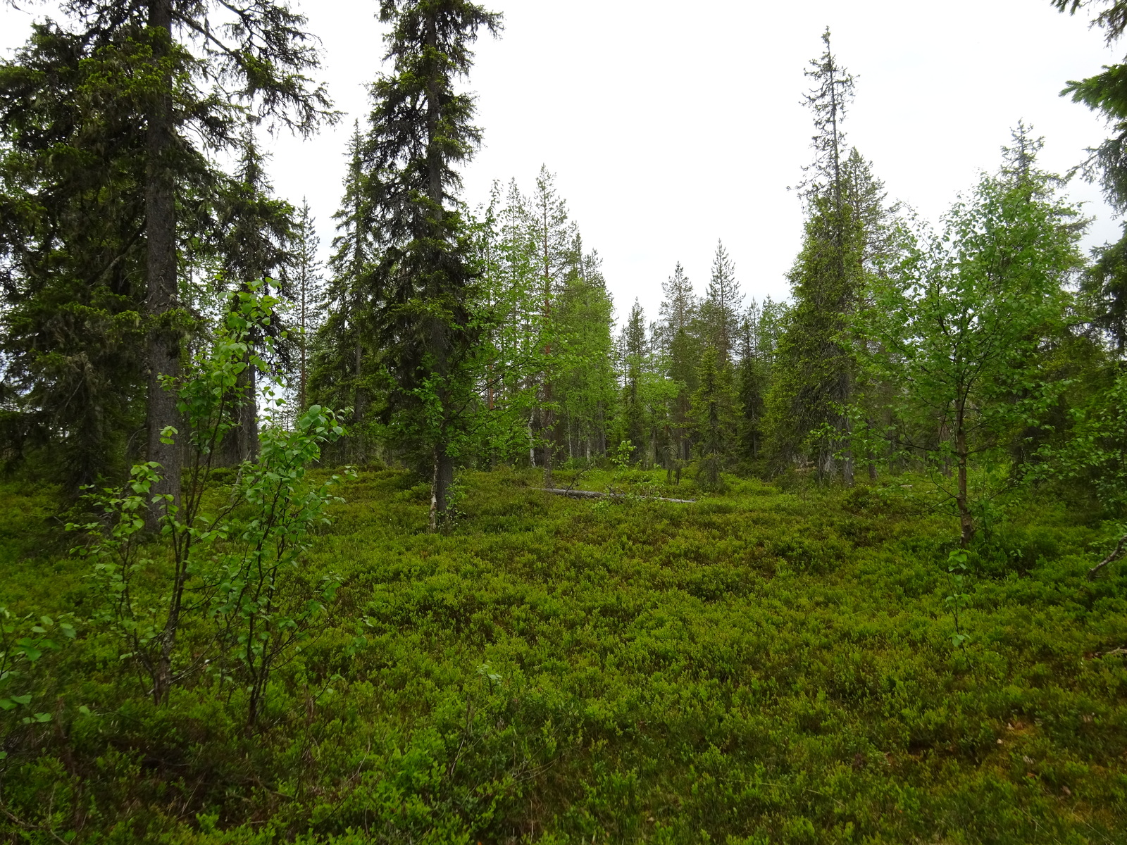 Vehreässä sekametsässä kasvaa koivuja, kuusia ja mäntyjä. Etualalla on puuton alue.