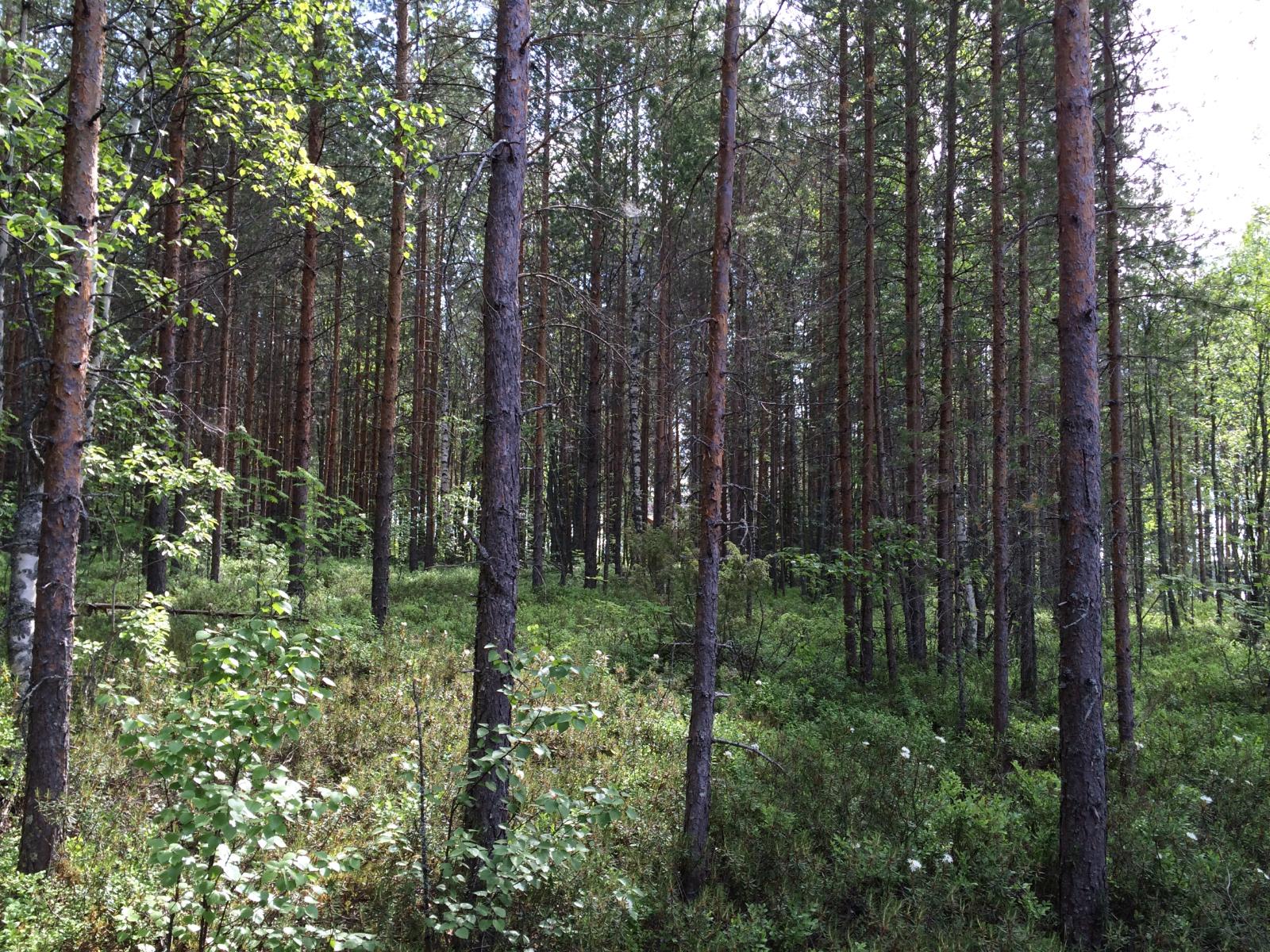 Mäntyvaltaisessa metsässä kasvaa myös katajia ja lehtipuita. Suopursut kukkivat.