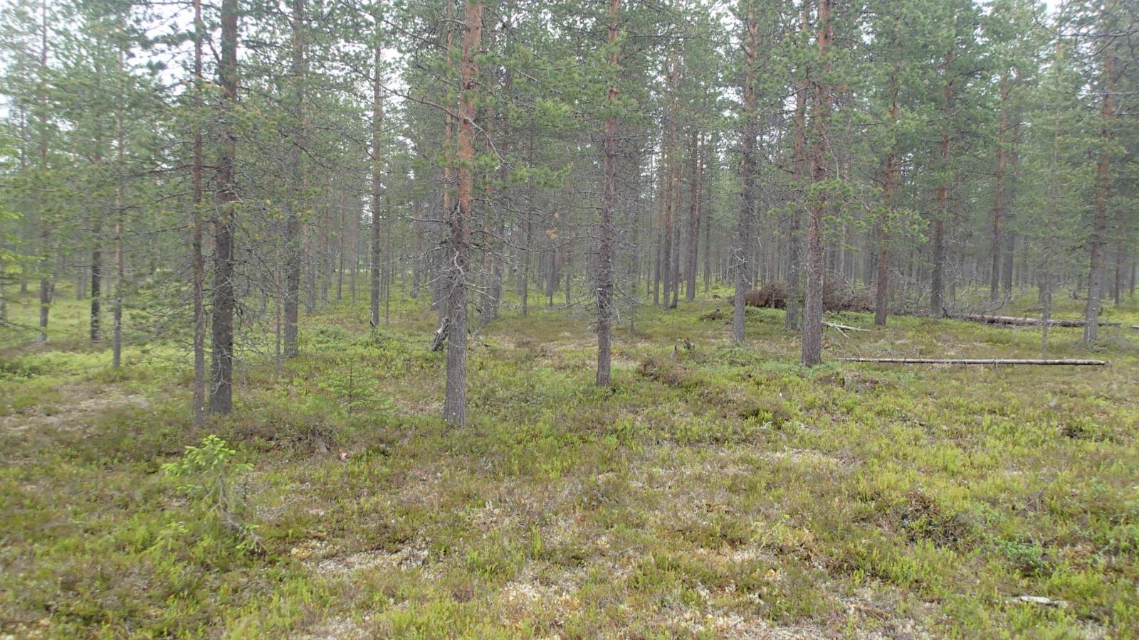 Kangasmetsä.